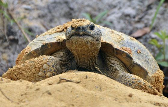Gopher tortoise